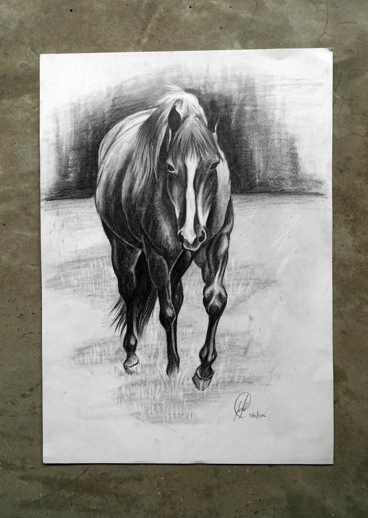Horse Sketches